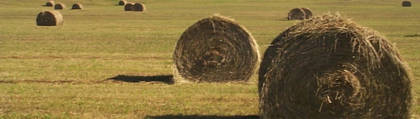 Round bales close-up Dcp01289