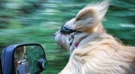 dog riding in car