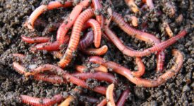 worms for worm composting