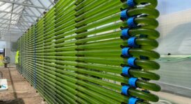 Long glass tubes of bright green algae fill a greenhouse